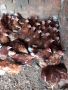 продавам кокошки носачки ломан Браун на една година, снимка 1 - За селскостопански - 44932855