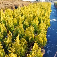 Лавзонов лъжекипарис Ивон (Chamaecyparis lawsoniana Ivonne), снимка 18 - Градински цветя и растения - 39436872