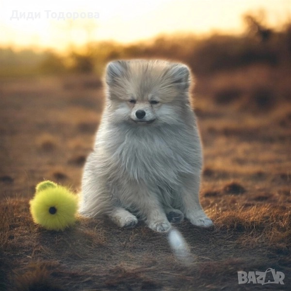 Померан момче, снимка 1