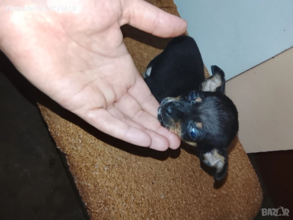 Здравейте, две момичета пинчерчета, снимка 1