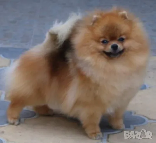 Померан Мъжки Родословен , снимка 1