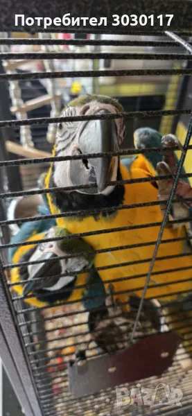 Синьо-жълта Ара, снимка 1