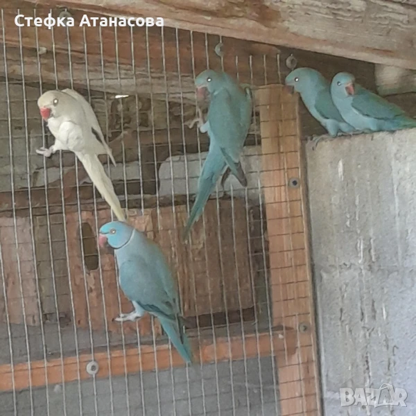 Малки Александри, снимка 1