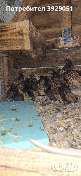 Продавам пилета Зибрайт, снимка 1