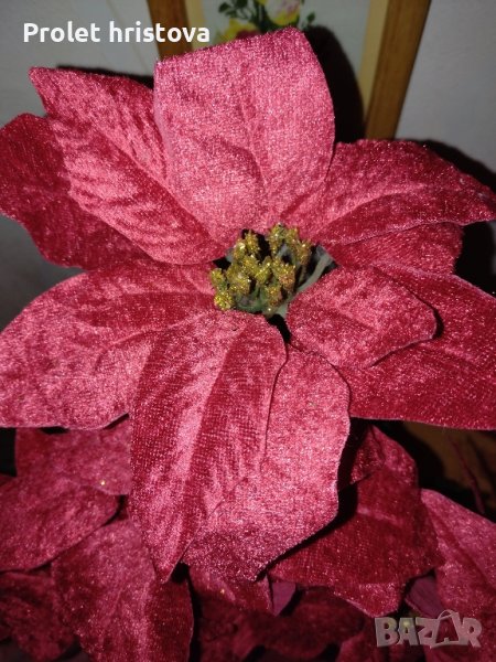 Коледно цвете. Височина 58 см, снимка 1