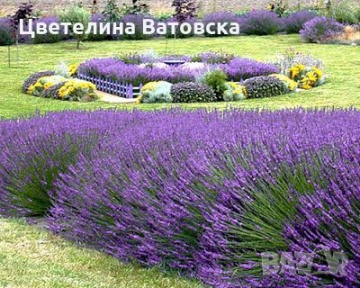 Лавандула за озеленяване на паркове и дворове., снимка 1