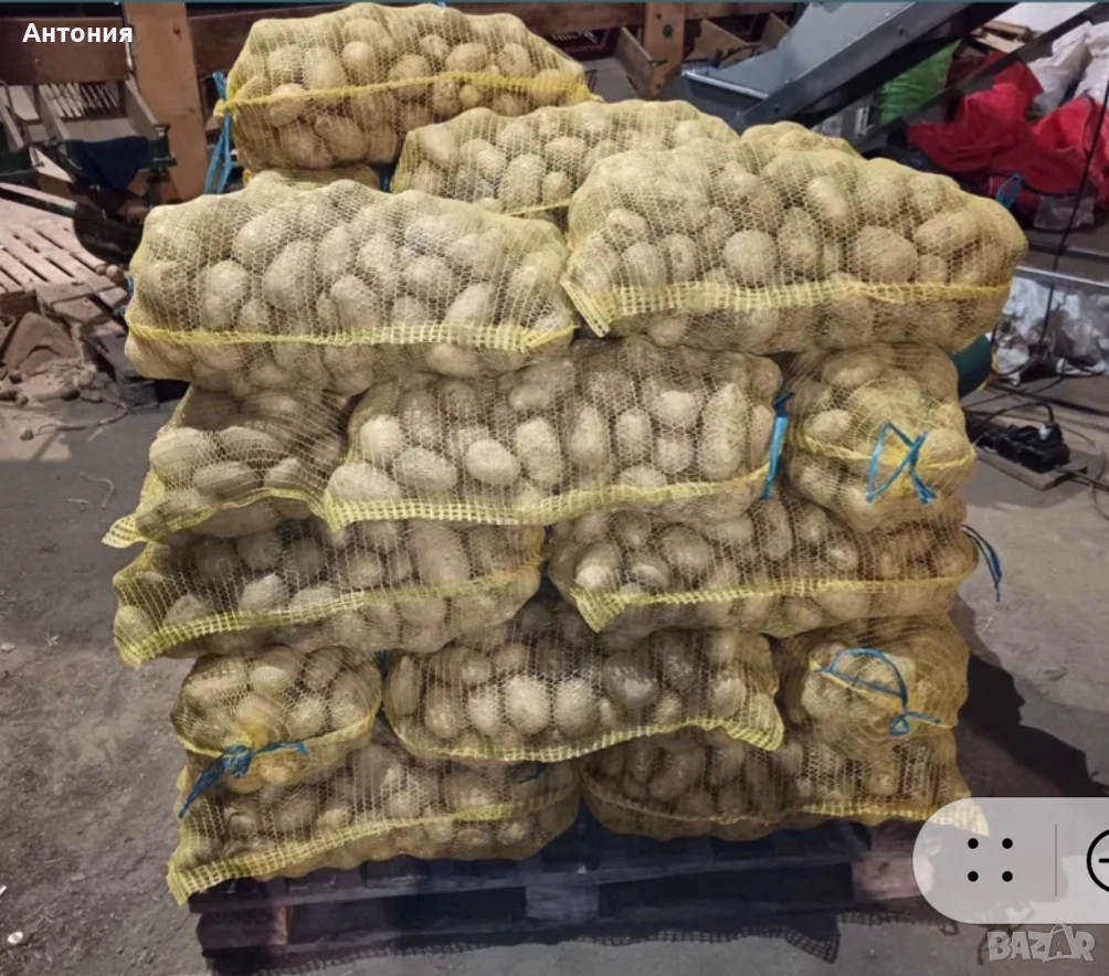 Продавам картофи сорт " Сорая", снимка 1