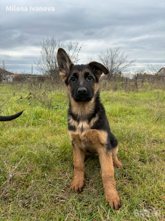 Немски овчарки от легитимен развъдник , снимка 1