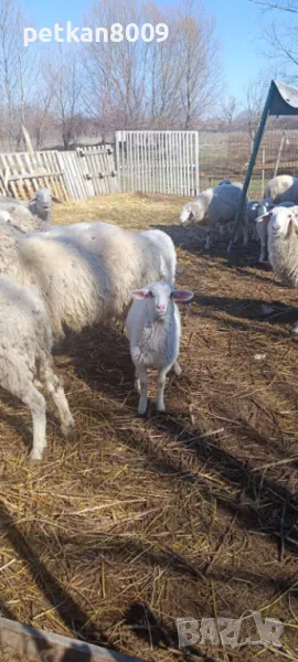 Продавам агнета, снимка 1