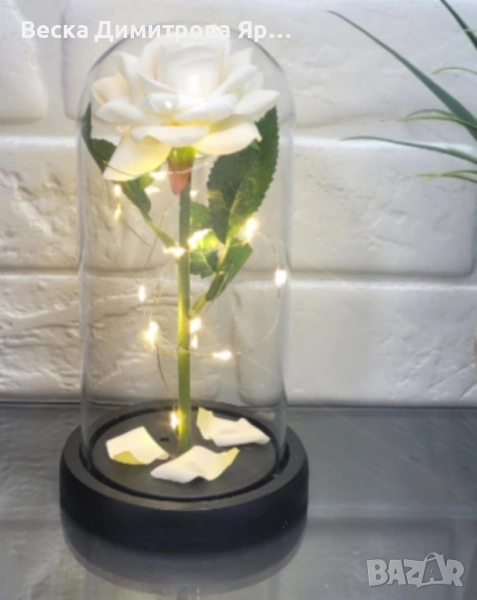 Бяла роза под стъклен купол , снимка 1