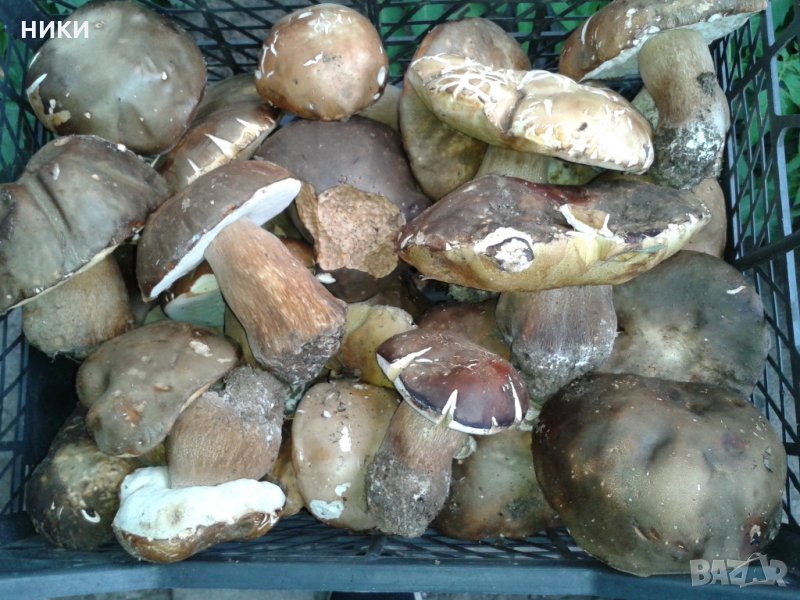манатарка в Домашни продукти в гр. София - ID21882450 | Bazar.bg