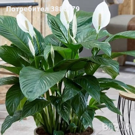 Спатифилум Алана, снимка 1
