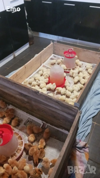 Бройлери росс308, снимка 1