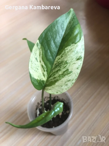 Epipremnum pinnatum Marble , снимка 1