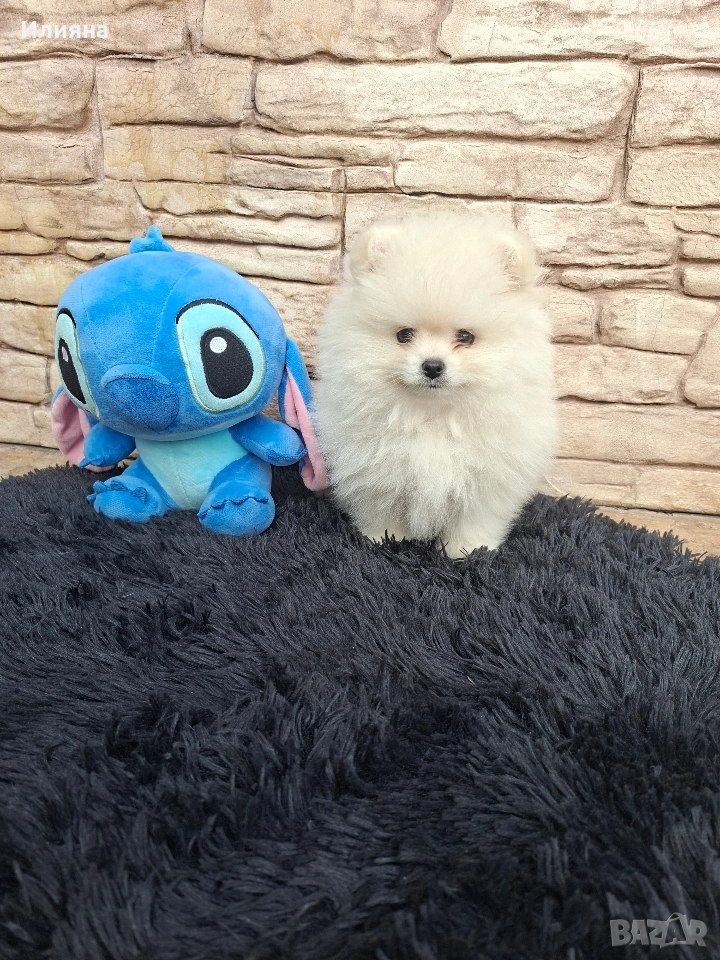 Померан мъжки и женски , снимка 1