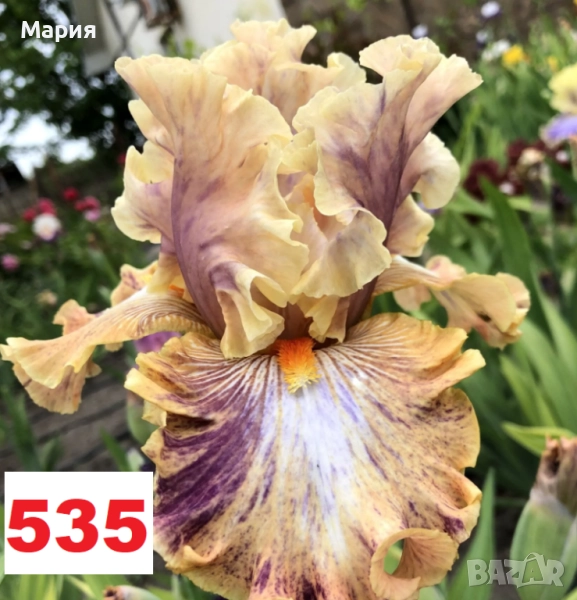 Сортови вискоки ириси /брадати ириси, снимка 1