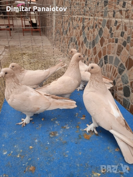 мардини, снимка 1