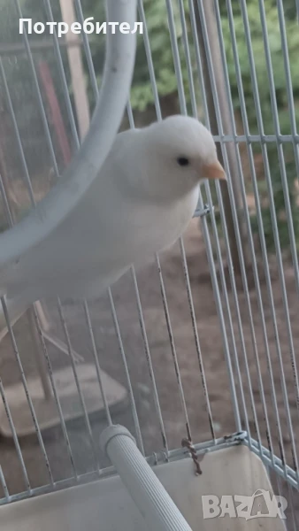 Мъжко канарче, снимка 1