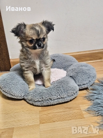 Мини чихуахуа , снимка 5 - Чихуахуа - 52394409