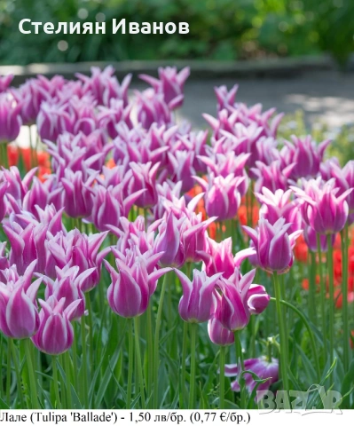 СОРТОВИ ЛАЛЕТА – ЛУКОВИЦИ , снимка 3 - Сортови семена и луковици - 52372815