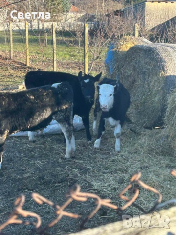 Свободни телета. 7лв за кг. Живо тегло, снимка 3 - Крави - 53009704