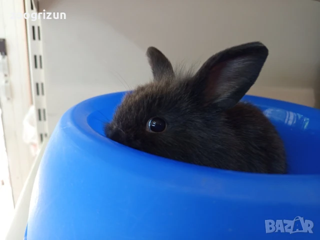 Декоративни зайчета на 50 дена.Лъвска глава ангора и мини рекс, снимка 6 - Декоративни зайчета - 49206615