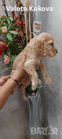 чистокръвни Кокер Шпаньоли, снимка 2 - Кокер шпаньол - 52971701