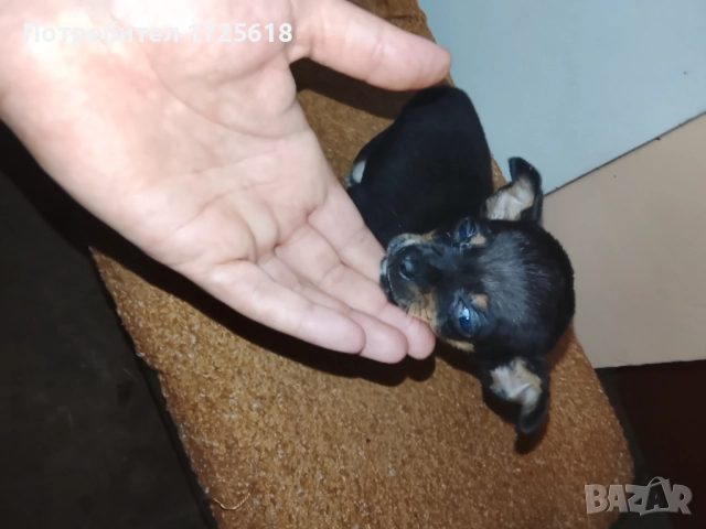 Здравейте, две момичета пинчерчета