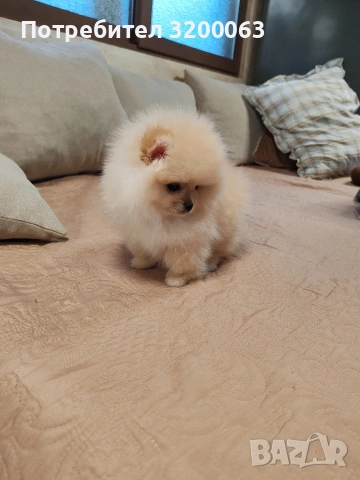 Померанчета мини женски , снимка 6 - Померан - 53249300