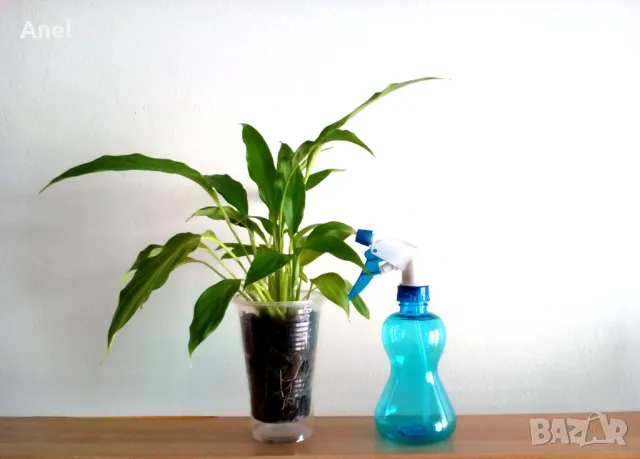 Спатифилум / Лилия на мира + пулверизатор за пръскане на листата