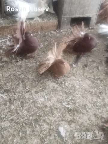 Свободни гълъби 100 бр.Пощи Ардезио гълъби на въртене , снимка 8 - Гълъби - 52429670