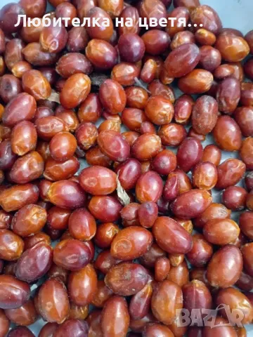 пресни семена хамеробс,трахикарпус( и разсад ), вашингтония и финикова канарска, снимка 3 - Сортови семена и луковици - 48914096