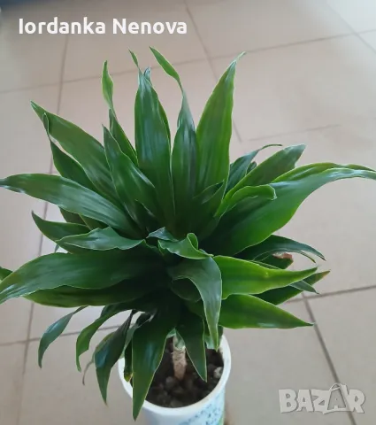 Драцена, снимка 3 - Стайни растения - 37514125