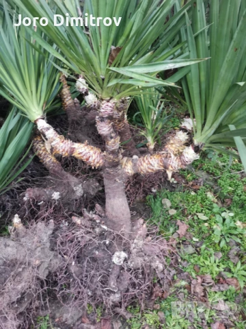 Палма юка външна студоустойчива, снимка 6 - Градински цветя и растения - 53031740