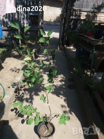 Амеланхиер -Amelanchier, снимка 7 - Разсади - 47992222