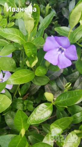 Градинска винка, снимка 2 - Градински цветя и растения - 28365243