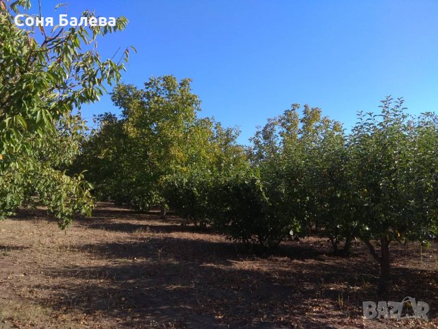 Орехова градина - 20 дка, снимка 13 - Земеделска земя - 26262761