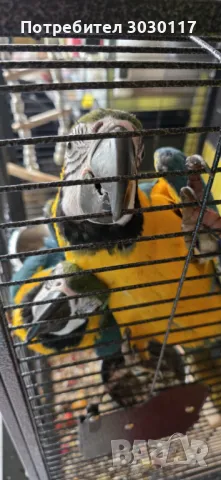 Синьо-жълта Ара, снимка 1