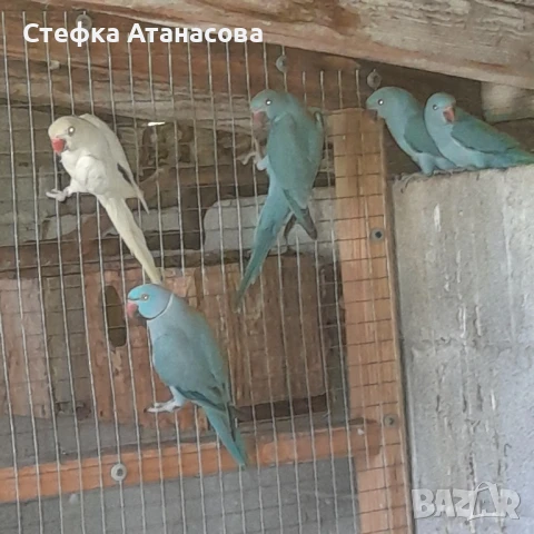 Малки Александри