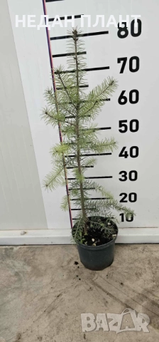 Дугласка ела, снимка 2 - Градински цветя и растения - 51983549