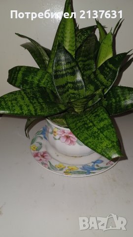 ЦВЕТЕ САНСЕВИЕРА  в ПОРЦЕЛАН, снимка 4 - Стайни растения - 43824807