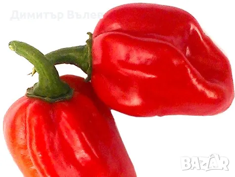 Семе семена най-лютата чушка Червено Хабанеро (Савино; Савино Хабанеро; Red Savina Habanero), снимка 2 - Разсади - 47393432