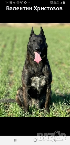белгийска овчарка малиноа хердер , снимка 6 - Белгийска овчарка - 52656108