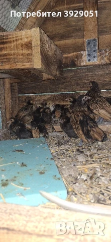 Продавам пилета Зибрайт, снимка 1