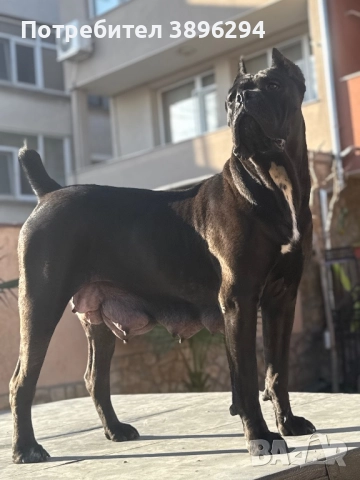 Уникални кученца кане корсо италяно,шоу клас чистокръвни., снимка 8 - Кане корсо - 52775457