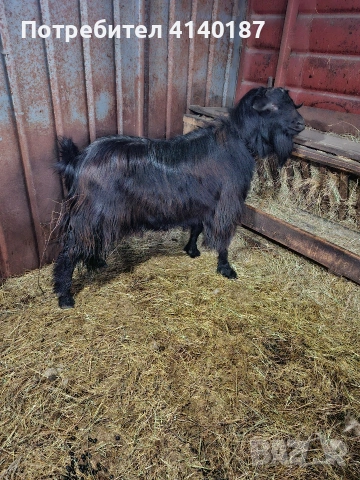 продавам пръч на 2 години, снимка 2 - Кози - 53570076