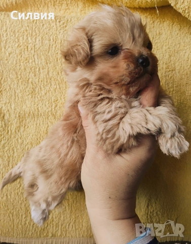 предлагам малтипу, снимка 2 - Пудели - 53402165