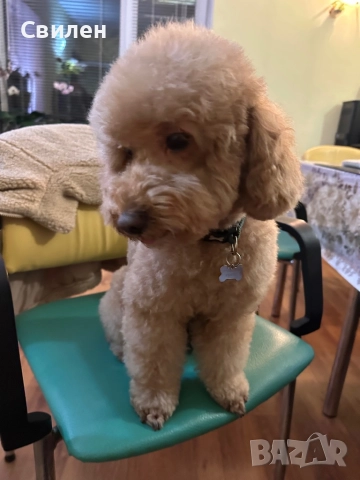 Мъжки Мини Пудел(За Разплод) на 4 г ,с родословие(Тест за генна чистота )Варна, снимка 7 - Пудели - 42629676