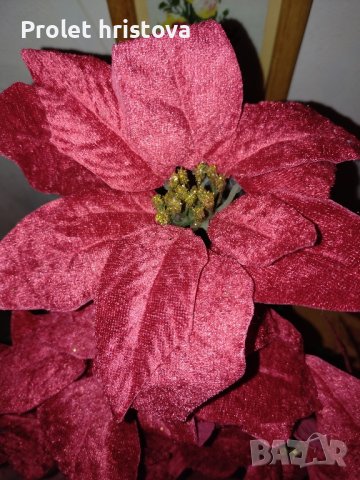 Коледно цвете. Височина 58 см
