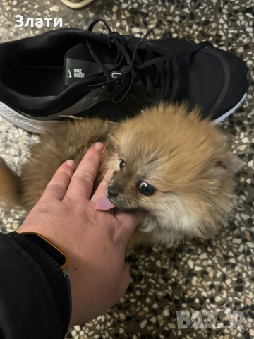 Мини Померанче Момиче, снимка 5 - Померан - 53316752